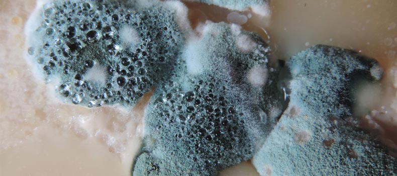 Get a mold inspection from Southeast Michigan Home Inspections